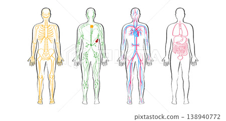 Organ Systems Sketch 138940772