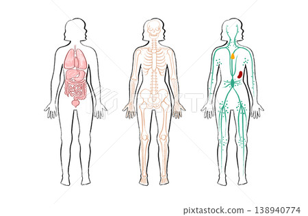 Organ Systems Sketch 138940774