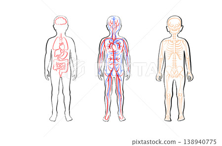 Organ Systems Sketch 138940775