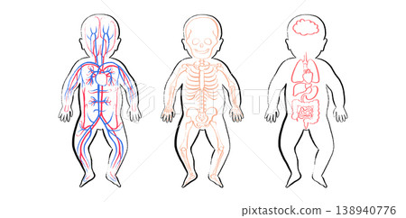 Organ Systems Sketch Organ Systems Sketch 138940776