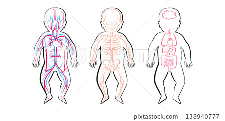 Organ Systems Sketch Organ Systems Sketch 138940777