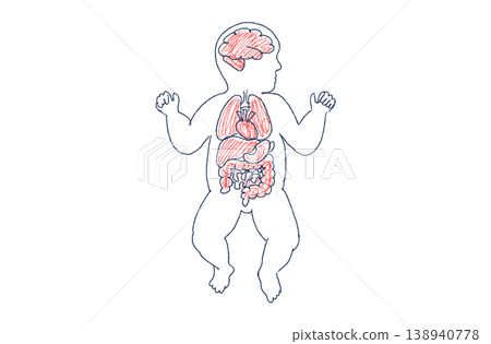 Organ Systems Sketch Organ Systems Sketch 138940778