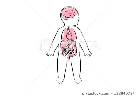 Organ Systems Sketch Organ Systems Sketch 138940784