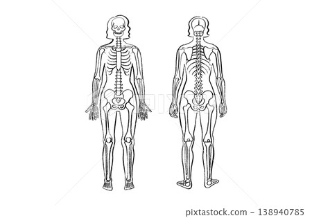Organ Systems Sketch Organ Systems Sketch 138940785