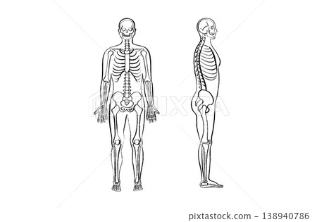 Organ Systems Sketch Organ Systems Sketch 138940786