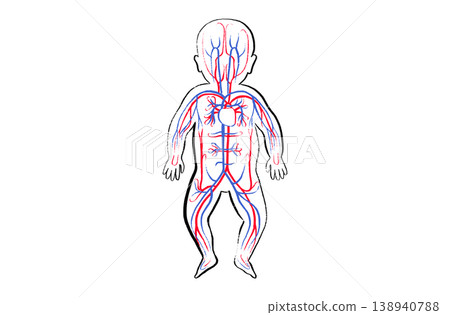 Organ Systems Sketch Organ Systems Sketch 138940788