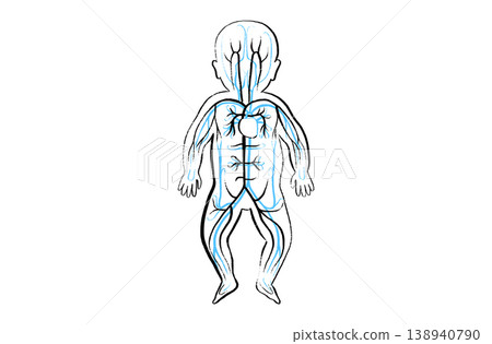 Organ Systems Sketch Organ Systems Sketch 138940790