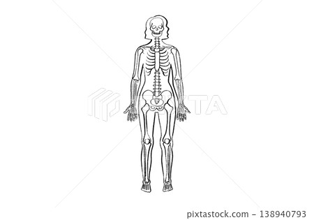 Organ Systems Sketch Organ Systems Sketch 138940793
