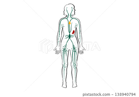 Organ Systems Sketch 138940794