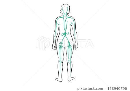 Organ Systems Sketch 138940796