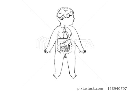 Organ Systems Sketch 138940797