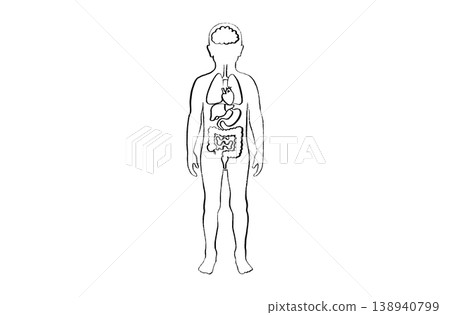 Organ Systems Sketch 138940799