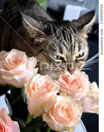 A tabby cat nibs pink rose petals from a bouquet with gusto. A tabby cat nibs pink rose petals from a bouquet with gusto. 138940954