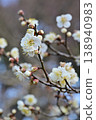 Plum Garden at Takaoka Castle Park 138940983