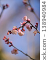 Plum Garden at Takaoka Castle Park 138940984