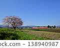 A single cherry tree and the Johana Line 138940987