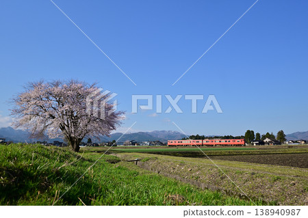 A single cherry tree and the Johana Line A single cherry tree and the Johana Line 138940987