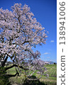 Cherry blossoms in Mukano 138941006