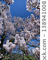 Cherry blossoms in Mukano 138941008