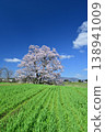 Cherry blossoms in Mukano 138941009