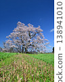 Cherry blossoms in Mukano 138941010