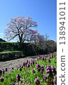Cherry blossoms in Mukano 138941011