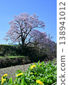 Cherry blossoms in Mukano 138941012