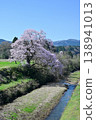 Cherry blossoms in Mukano 138941013