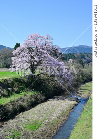 Cherry blossoms in Mukano 138941013