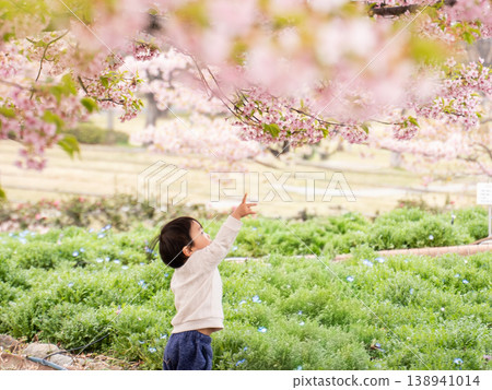 A child reaches out to a cherry blossom in a spring park. A child reaches out to a cherry blossom in a spring park. 138941014