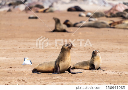 Seals at cape cross Seals at cape cross 138941085