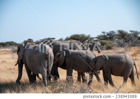 A herd of African Elephants 138941089