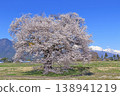 櫻花與北阿爾卑斯山，蘇沼的一棵櫻花 138941219