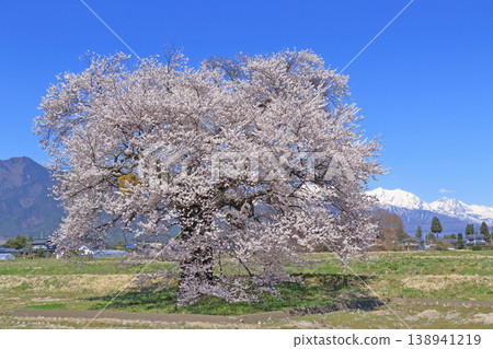 櫻花與北阿爾卑斯山，蘇沼的一棵櫻花 138941219