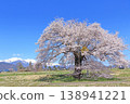 櫻花與北阿爾卑斯山，蘇沼的一棵櫻花 138941221
