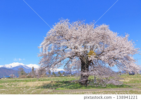 Cherry blossoms and the Northern Alps - Sunuma's single cherry tree Cherry blossoms and the Northern Alps - Sunuma's single cherry tree 138941221
