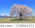 櫻花與北阿爾卑斯山，蘇沼的一棵櫻花 138941222