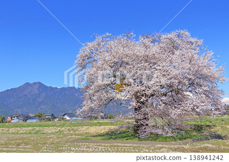 Cherry blossoms and the Northern Alps - Sunuma's single cherry tree Cherry blossoms and the Northern Alps - Sunuma's single cherry tree 138941242