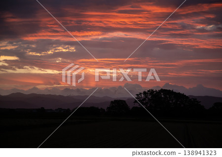 Magenta dancing in the morning glow 138941323
