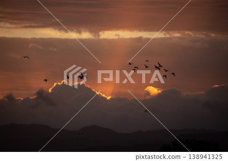 洋紅色在晨曦中跳舞 洋紅色在晨曦中跳舞 138941325