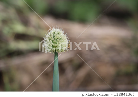 一隻蜜蜂停在韭菜花上 138941365