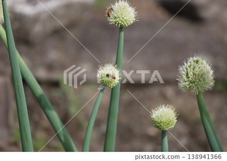 蜜蜂棲息在韭菜剃光的地方 138941366