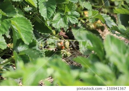 Strawberry flowers Strawberry flowers 138941367