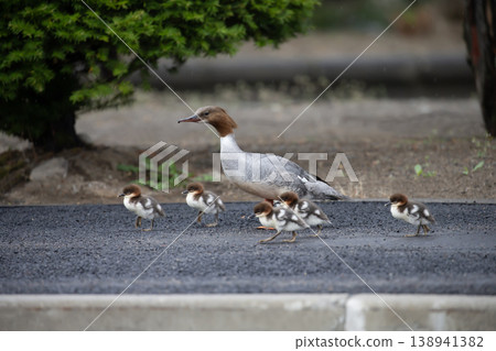 The Common Merganser's Move The Common Merganser's Move 138941382