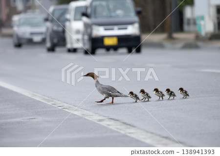 The Common Merganser's Move The Common Merganser's Move 138941393