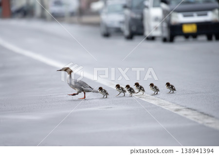 The Common Merganser's Move The Common Merganser's Move 138941394