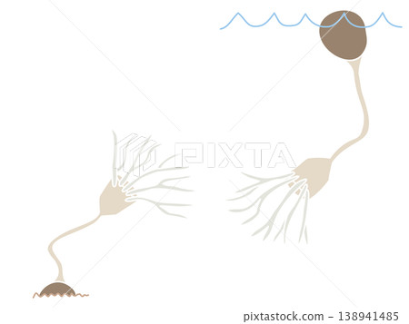 A pop art illustration of Skiphoclinites (sea lily) 138941485