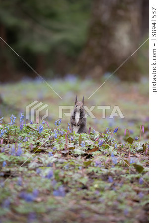 Ezoris of early spring forest Ezoris of early spring forest 138941537