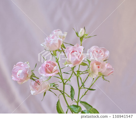 Beautiful fresh roses 138941547