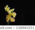 Beautiful fresh sweet peas against a black background. 138941551